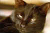buster1.jpg (60734 bytes)