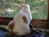 louie1.JPG (1139461 bytes)