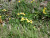 p090529a.jpg (1205922 bytes)