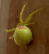 spider1.jpg (23796 bytes)